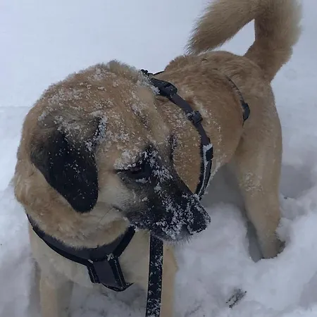 Appartement Sonnenschein Goslar
