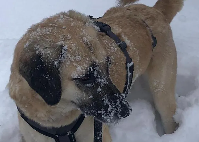Appartement Sonnenschein Goslar